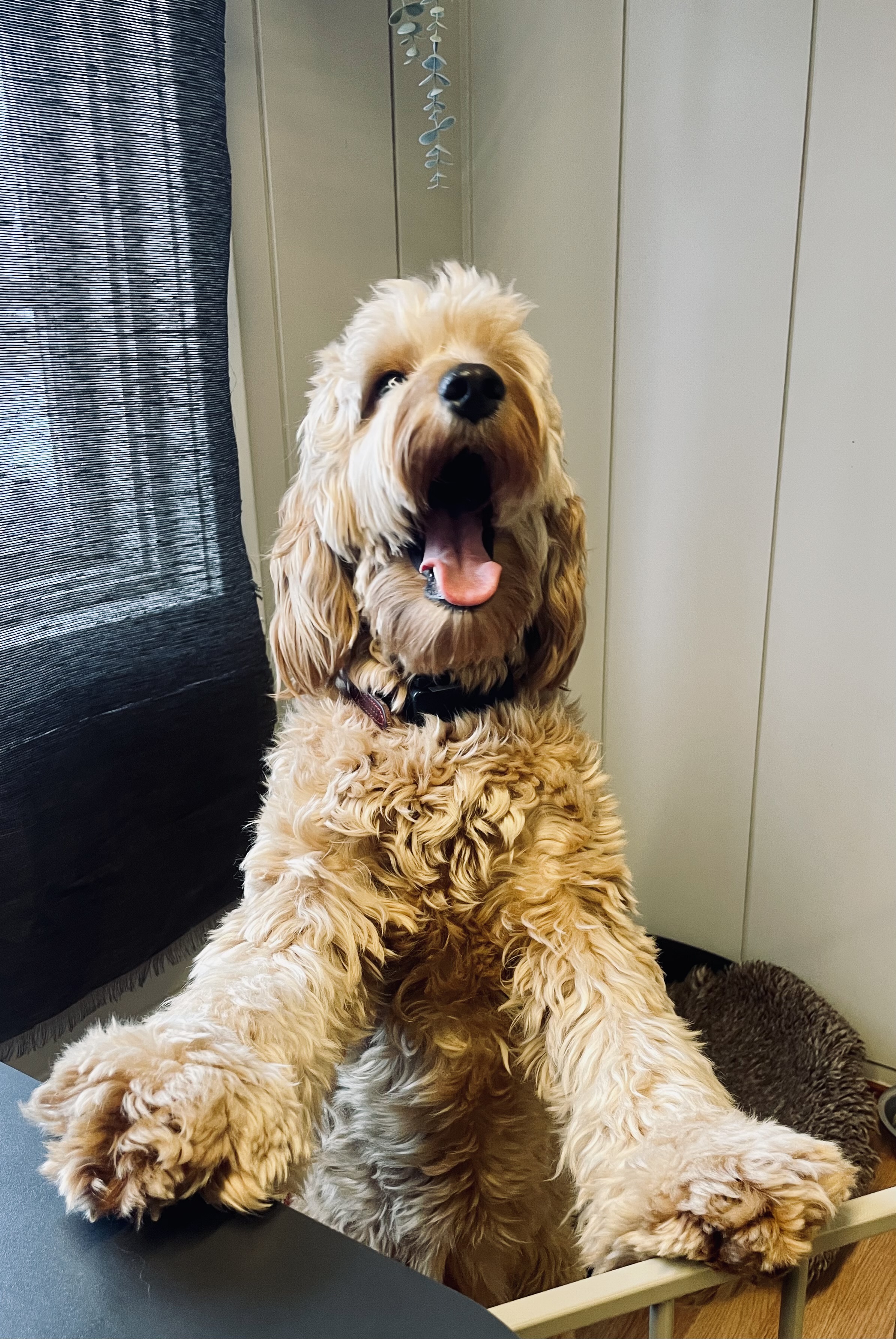 Hunden min